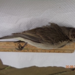 Pachycephala pectoralis at Spence, ACT - 20 Sep 2016