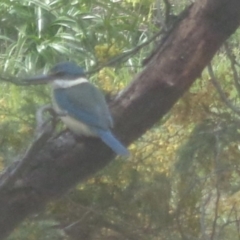 Todiramphus sanctus (Sacred Kingfisher) at Spence, ACT - 5 Oct 2016 by GeoffRobertson