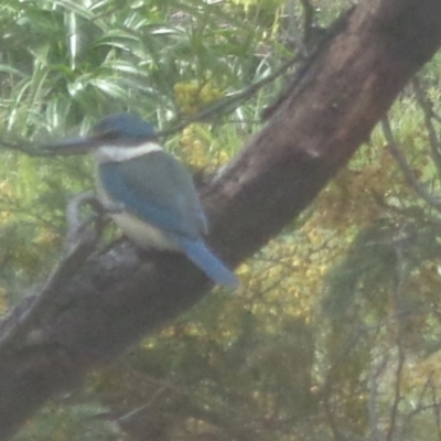 Todiramphus sanctus (Sacred Kingfisher) at Spence, ACT - 5 Oct 2016 by GeoffRobertson