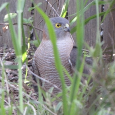 Inconclusive sighting (Inconclusive sighting) at Ngunnawal, ACT - 18 Oct 2016 by GeoffRobertson