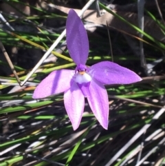 Glossodia major (Wax Lip Orchid) at Point 62 - 16 Oct 2016 by EdmundRG