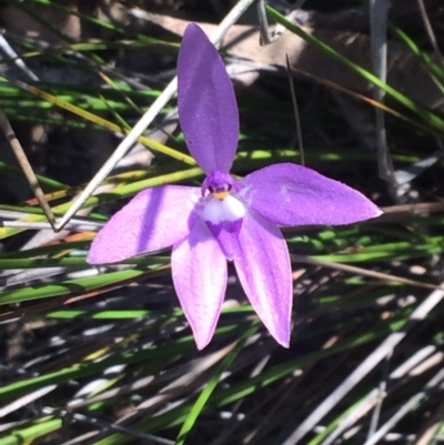 Glossodia major (Wax Lip Orchid) at Acton, ACT - 15 Oct 2016 by EdmundRG