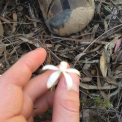 Caladenia ustulata (Brown Caps) at Canberra Central, ACT - 15 Oct 2016 by EdmundRG