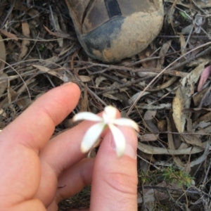 Caladenia ustulata at Canberra Central, ACT - 16 Oct 2016