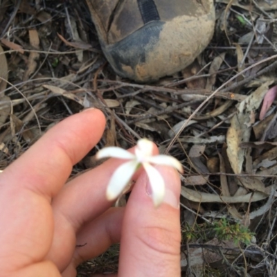 Caladenia ustulata (Brown Caps) at Black Mountain - 15 Oct 2016 by EdmundRG