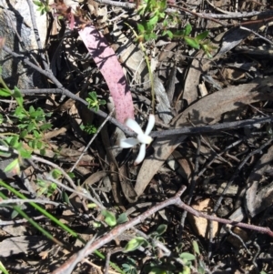 Caladenia ustulata at Canberra Central, ACT - suppressed