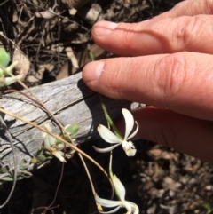 Caladenia ustulata (Brown Caps) at Point 62 - 16 Oct 2016 by EdmundRG