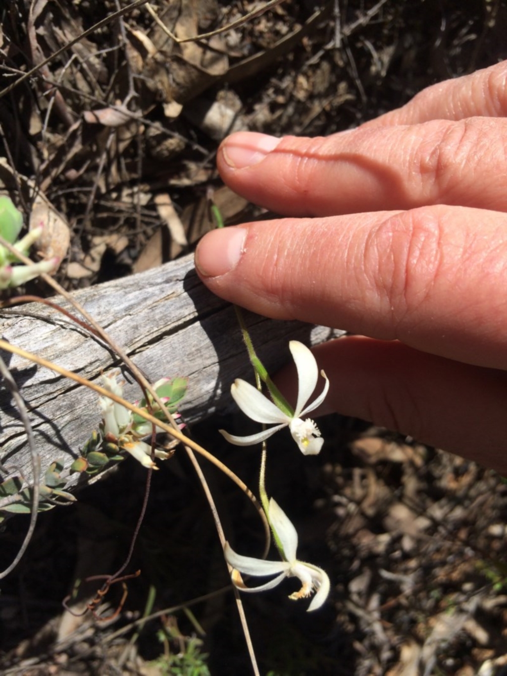 Caladenia ustulata at Canberra Central, ACT - 16 Oct 2016