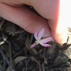 Caladenia fuscata (Dusky Fingers) at Point 61 - 16 Oct 2016 by EdmundRG