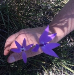 Glossodia major (Wax Lip Orchid) at Acton, ACT - 16 Oct 2016 by EdmundRG