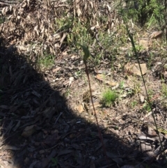 Caladenia atrovespa (Green-comb Spider Orchid) at Point 61 - 16 Oct 2016 by EdmundRG