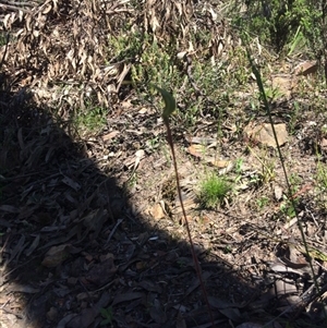 Caladenia atrovespa at Point 61 - 16 Oct 2016