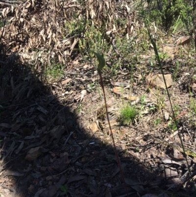 Caladenia atrovespa (Green-comb Spider Orchid) at Acton, ACT - 16 Oct 2016 by EdmundRG