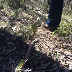 Caladenia atrovespa at Point 61 - 16 Oct 2016