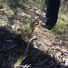 Caladenia atrovespa at Undefined Area - suppressed