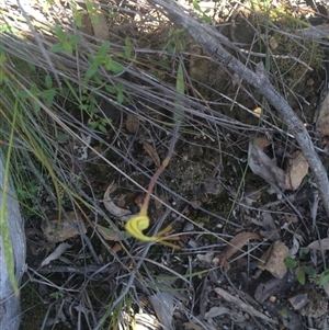 Caladenia atrovespa at Point 61 - 16 Oct 2016