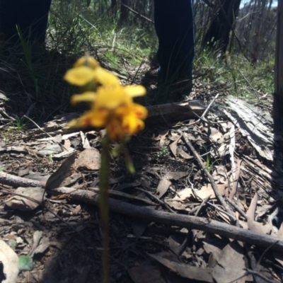 Diuris nigromontana (Black Mountain Leopard Orchid) at Acton, ACT - 16 Oct 2016 by EdmundRG