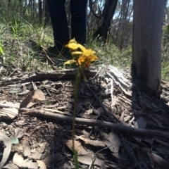 Diuris nigromontana at Acton, ACT - suppressed