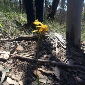 Diuris nigromontana at Acton, ACT - 16 Oct 2016