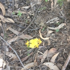 Diuris nigromontana at Acton, ACT - 16 Oct 2016