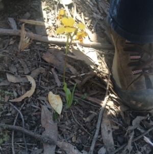 Diuris nigromontana at Acton, ACT - suppressed