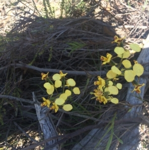 Diuris nigromontana at Point 61 - suppressed