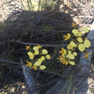 Diuris nigromontana (Black Mountain Leopard Orchid) at Point 61 - 16 Oct 2016 by EdmundRG