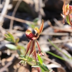 Caladenia actensis (Canberra Spider Orchid) by petersan