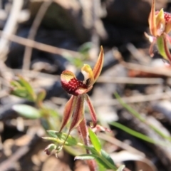 Caladenia actensis (Canberra Spider Orchid) at Canberra Central, ACT by petersan