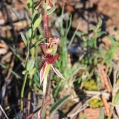 Caladenia actensis at suppressed - suppressed