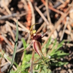 Caladenia actensis at suppressed - suppressed