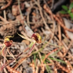 Caladenia actensis at suppressed - suppressed