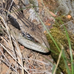 Tiliqua scincoides scincoides (Eastern Blue-tongue) at Mount Majura - 18 Oct 2016 by petersan