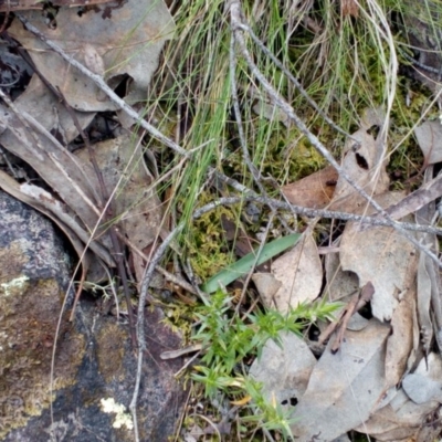 Glossodia major (Wax Lip Orchid) at Aranda, ACT - 25 Sep 2016 by catherine.gilbert