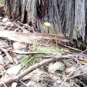 Pterostylis nutans at Undefined Area - suppressed