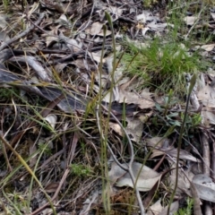 Glossodia major (Wax Lip Orchid) at Aranda Bushland - 25 Sep 2016 by catherine.gilbert