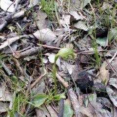 Pterostylis nutans (Nodding Greenhood) at Aranda, ACT - 25 Sep 2016 by catherine.gilbert