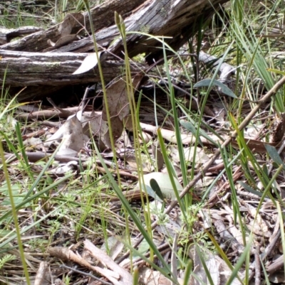 Glossodia major (Wax Lip Orchid) at Aranda Bushland - 25 Sep 2016 by catherine.gilbert