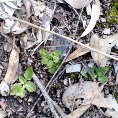 Pterostylis nutans (Nodding Greenhood) at Aranda Bushland - 25 Sep 2016 by catherine.gilbert