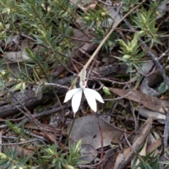 Caladenia sp. (A Caladenia) at Aranda Bushland - 25 Sep 2016 by catherine.gilbert