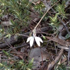 Caladenia sp. at Point 4081 - 25 Sep 2016 by catherine.gilbert