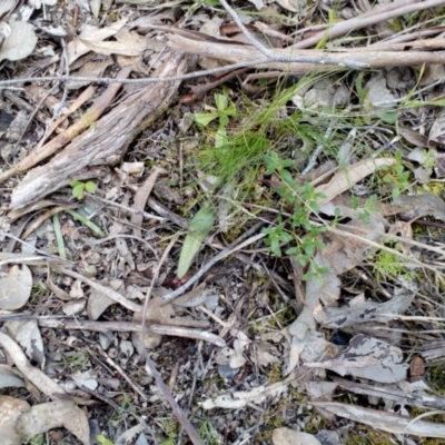 Glossodia major (Wax Lip Orchid) at Point 4081 - 25 Sep 2016 by catherine.gilbert