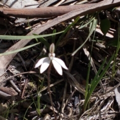Caladenia fuscata (Dusky Fingers) at Belconnen, ACT - 25 Sep 2016 by catherine.gilbert