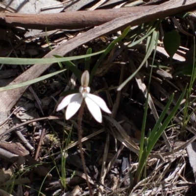 Caladenia fuscata (Dusky Fingers) at Aranda Bushland - 25 Sep 2016 by catherine.gilbert