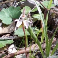 Caladenia fuscata (Dusky Fingers) at Belconnen, ACT - 25 Sep 2016 by catherine.gilbert