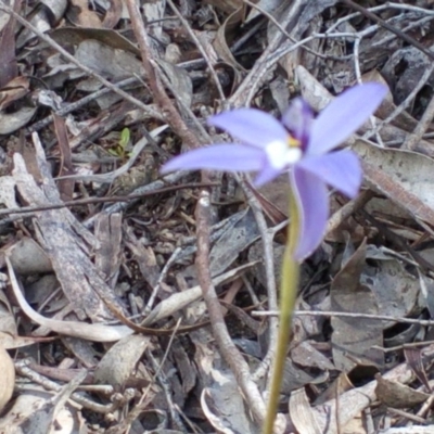 Glossodia major (Wax Lip Orchid) at Belconnen, ACT - 25 Sep 2016 by catherine.gilbert