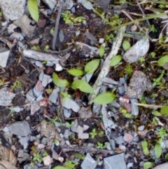 Ophioglossum lusitanicum subsp. coriaceum (Austral Adder's Tongue) at Aranda Bushland - 25 Sep 2016 by catherine.gilbert