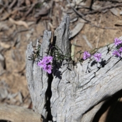 Thysanotus patersonii (Twining Fringe Lily) at O'Connor, ACT - 16 Oct 2016 by ibaird