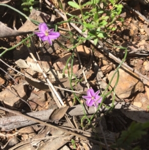 Thysanotus patersonii at O'Connor, ACT - 16 Oct 2016