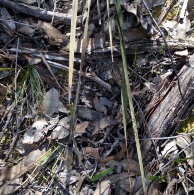 Glossodia major (Wax Lip Orchid) at Aranda Bushland - 25 Sep 2016 by catherine.gilbert